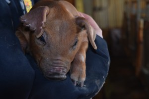 Parrish Pork & Poultry photo